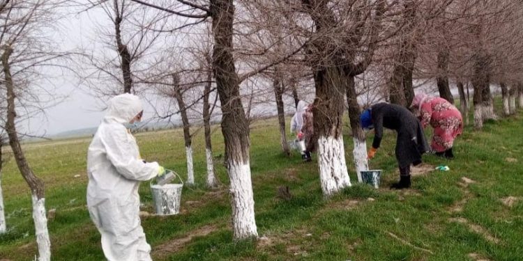 Сайрамда экологиялық акция аясында 3 мыңға жуық ағаш көшеті отырғызылды