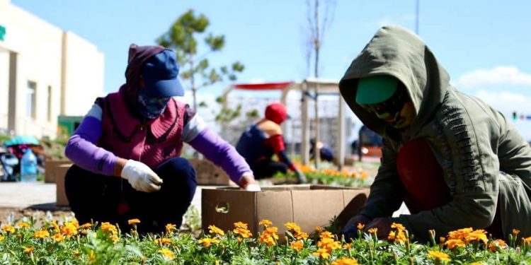 «Таза Қазақстан»: Түркістанда егілген гүлдер саны 200 мыңға жетеді