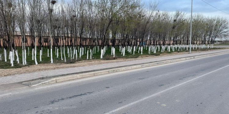 Түркістан облысында «Таза Қазақстан» акциясы аясында 145 мыңға жуық  ағаш пен бұта егілді
