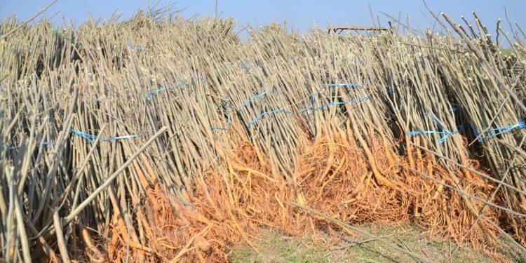 Жетісай ауданында жібек кластері дамиды