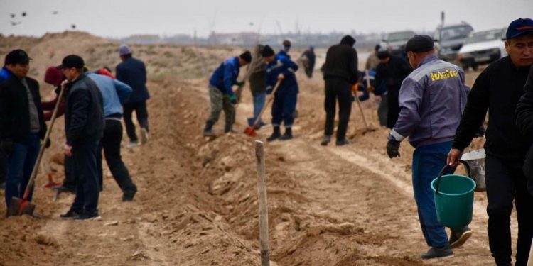 Созақта «Жасыл белдеу» аумағы 2,7 шақырымға артып, үш мыңнан аса тал егілді