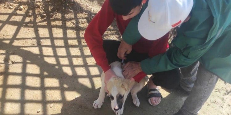 Түркістан қаласында үй жануарларын чиптеу жұмыстары жалғасуда