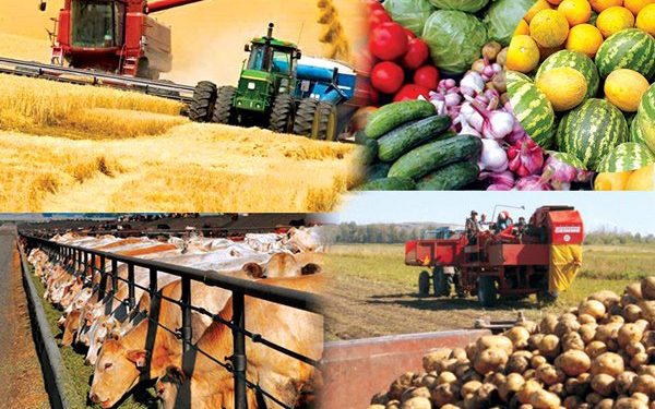 Кентауда ауылшаруашылы саласында өндірілген өнім көлемі артып келеді