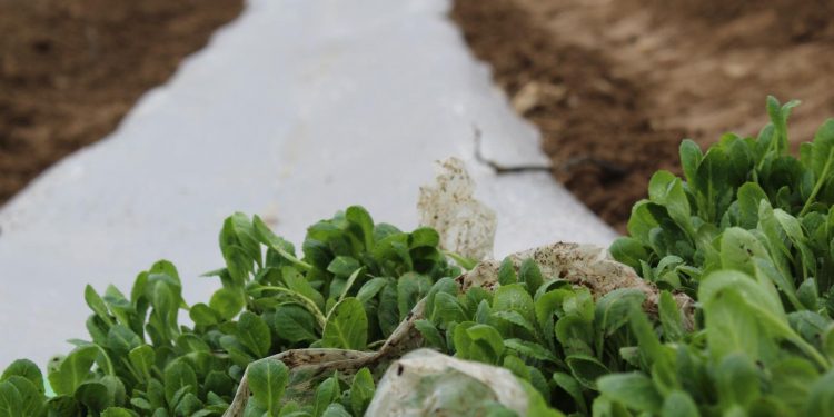 Түркістан облысында қаңтарда 25 гектар жерге қырыққабат дақылы егілді