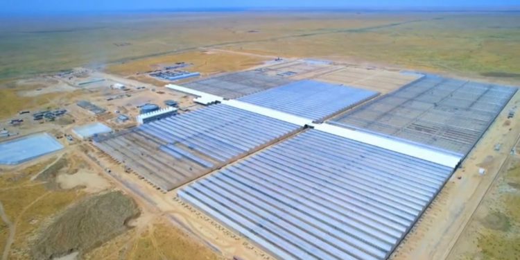 Түркістан облысында еліміздегі ең ірі өнеркәсіптік жылыжай кешені іске қосылады