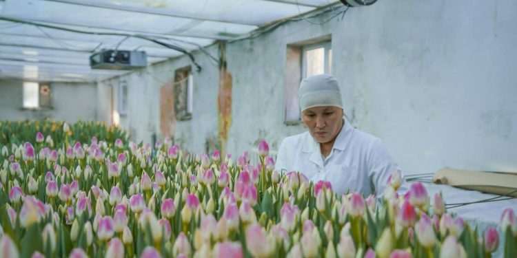 Түркістандағы ботаникалық бақта қызғалдақтар жайқалды