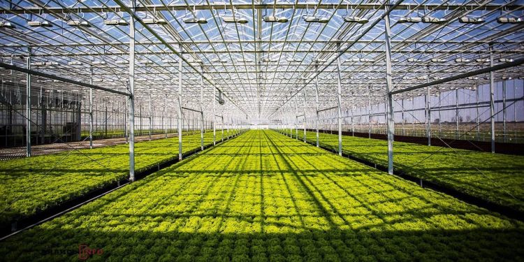 Түркістан облысында еліміздегі ең ірі өнеркәсіптік жылыжай кешені іске қосылады