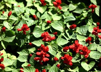 Түркістан қаласы аумағында 1,5 миллион түп гүл егілді