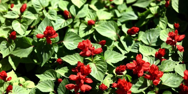 Түркістан қаласы аумағында 1,5 миллион түп гүл егілді