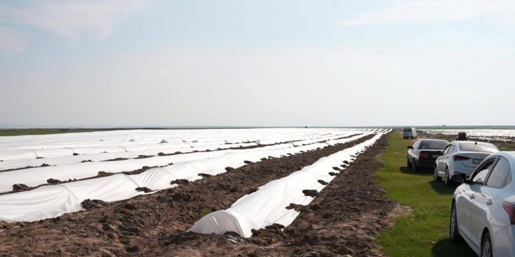 Шардара ауданында биыл 8 мың гектар алқапқа су үнемдеу технологиялары енгізіледі