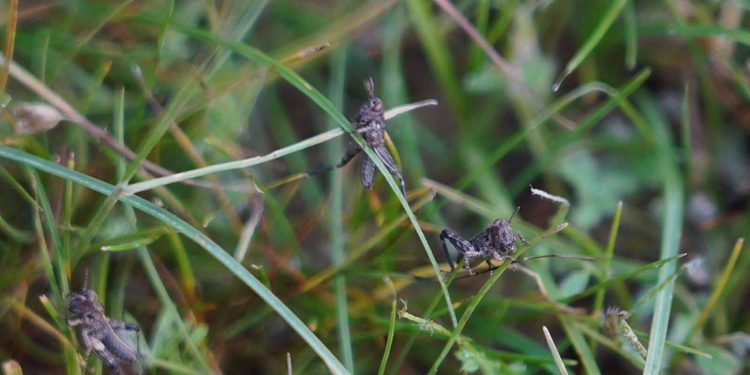 Түркістан облысында шегірткеге қарсы күрес күшейді