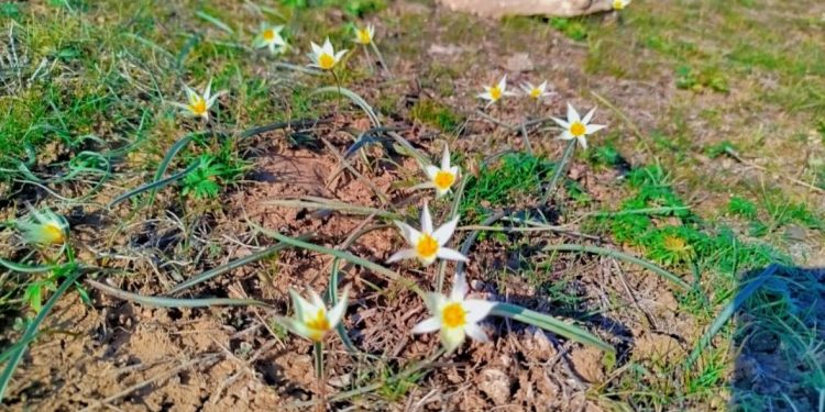 Ордабасыда қызыл кітапқа енген қызғалдақ гүлдеді