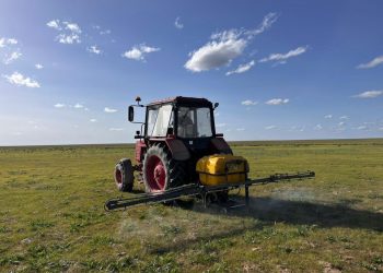 Сауран ауданында шегіртке зиянкестеріне қарсы дәрілеу жұмыстары жүргізілуде