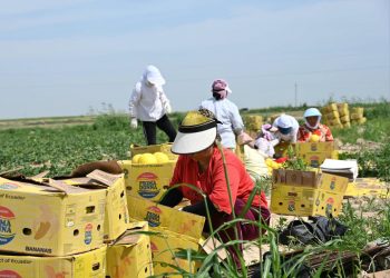 Жолдау жүктеген міндет: Жетісайдың қауындары Ресей нарығына жол тартты