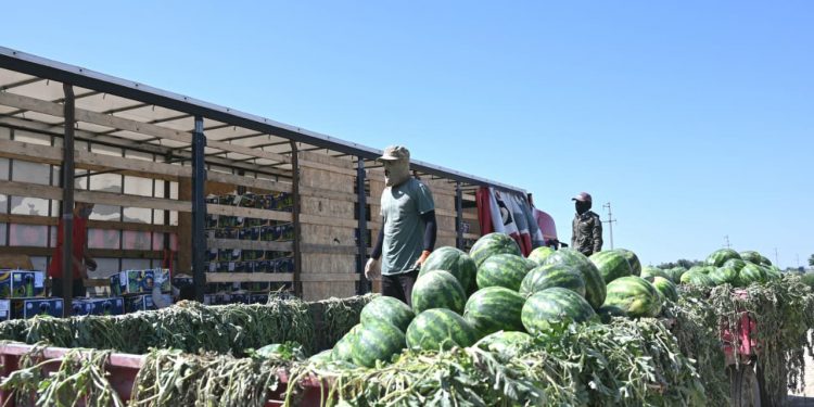 Жетісайда 1 аптада 200 тоннадан астам қарбыз жиналды