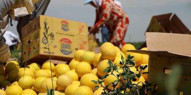 Түркістан облысында 1100 тонна қауын мен қарбыз жиналды