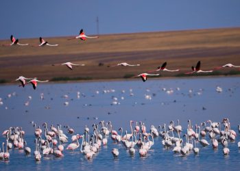 Қоқиқаздардың мекен ету ортасын сақтау үшін Қорғалжын қорығына 40 млн текше метр су жіберілді